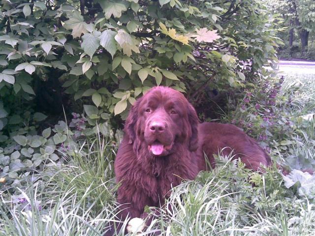 Фото: ньюфаундленд Афина Утренняя Звезда Вива Дженис (Afina Utrennya Zvezda Viva Jeniz)