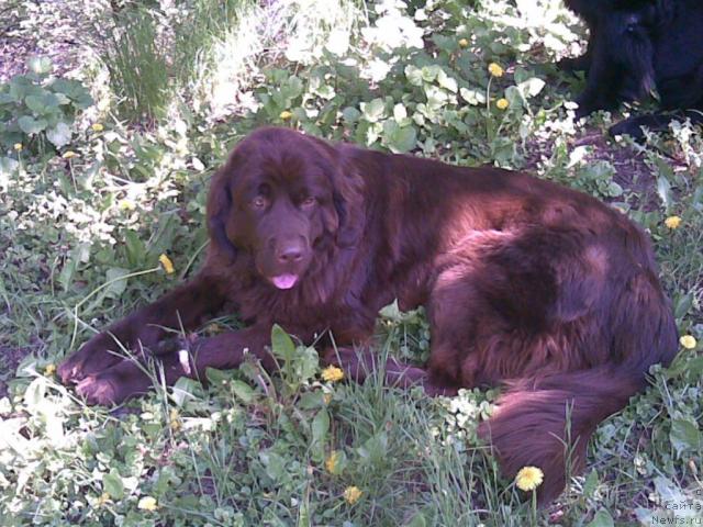 Фото: ньюфаундленд Афина Утренняя Звезда Вива Дженис (Afina Utrennya Zvezda Viva Jeniz)