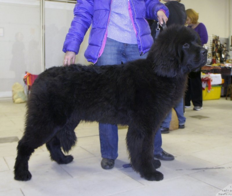 Фото: ньюфаундленд Смигар Легенда Весны (Smigar Legenda Vesny)