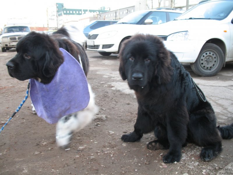 Фотография № 138399