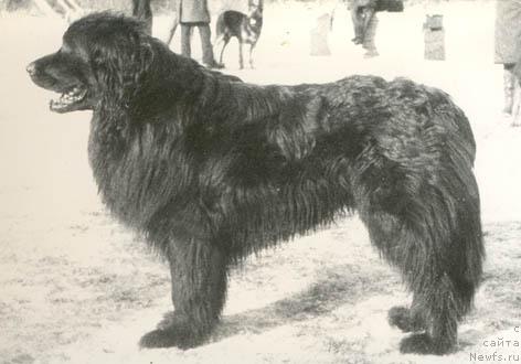 Фото: ньюфаундленд Тролль Фло