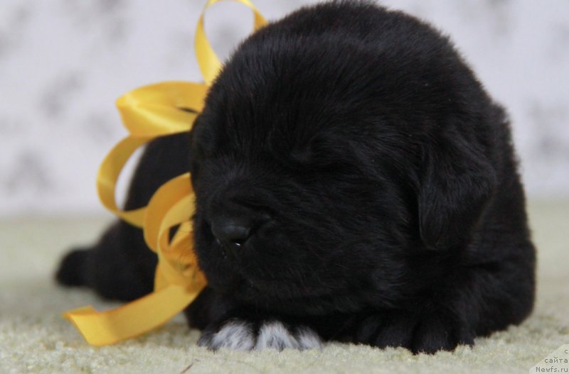 Фото: Аквиан Сонг Н...