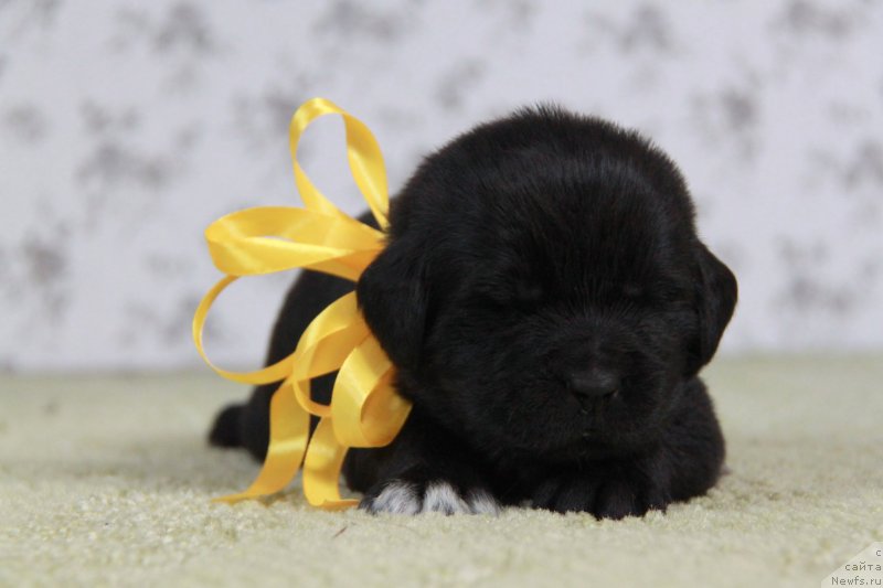 Фото: Аквиан Сонг Н...(сука)