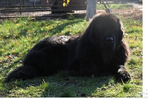 Фото: ньюфаундленд Topgallant's Brigadier, ньюфаундленд Topgallant's Brigadier