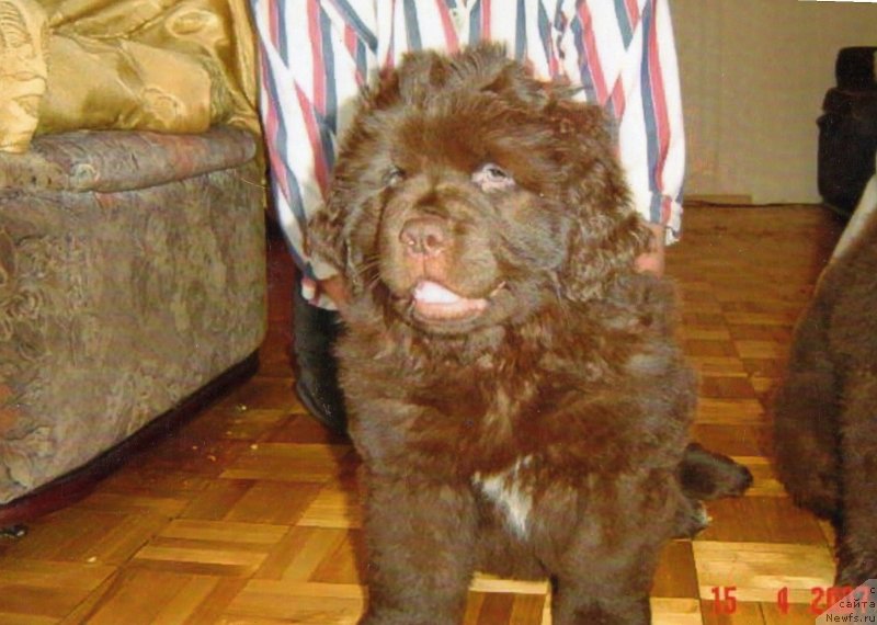 Фото: ньюфаундленд Игерма из Академии Шоколада (Igerma iz Akademii Shokolada)