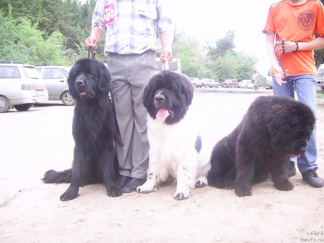 Фото: ньюфаундленд Арманьяк Души Моей, ньюфаундленд Супер Бизон Батон, [d3862].