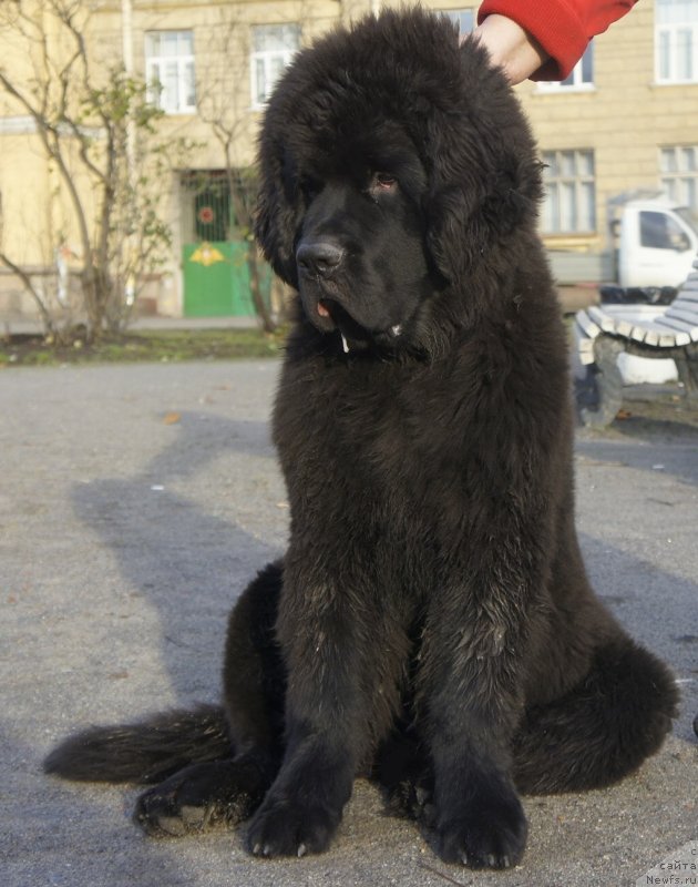 Фото: ньюфаундленд Смигар Ливерпульский Четвертак (Smigar Liverpulsiy Chetvertak)