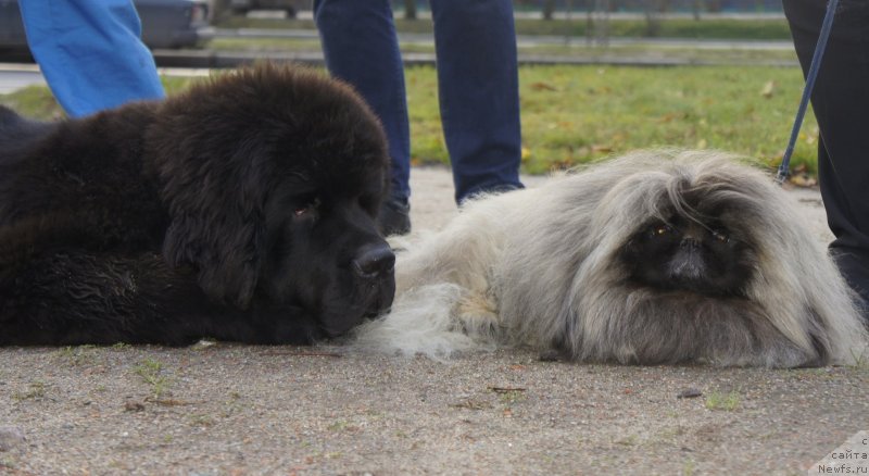 Фото: ньюфаундленд Смигар Ливерпульский Четвертак (Smigar Liverpulsiy Chetvertak)