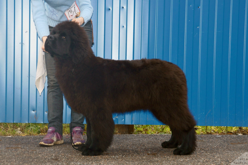 Фото: ньюфаундленд Черная Мафия Муст Хаве (Chernaya Mafia Must Have)