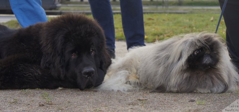 Фото: ньюфаундленд Смигар Ливерпульский Четвертак (Smigar Liverpulsiy Chetvertak)