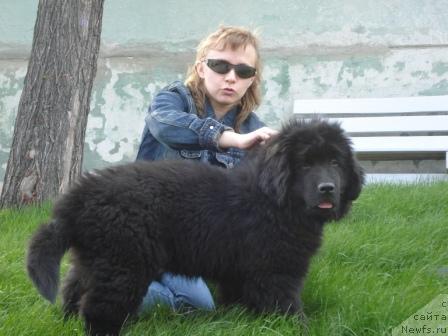 Фото: Ирина Веровенко, ньюфаундленд Супер Бизон Водолей
