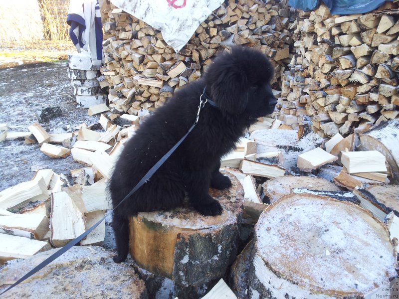 Фото: ньюфаундленд Супер Премиум Нью-Йорк