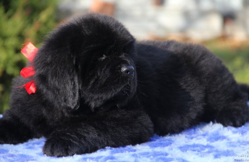 Фотография № 138458