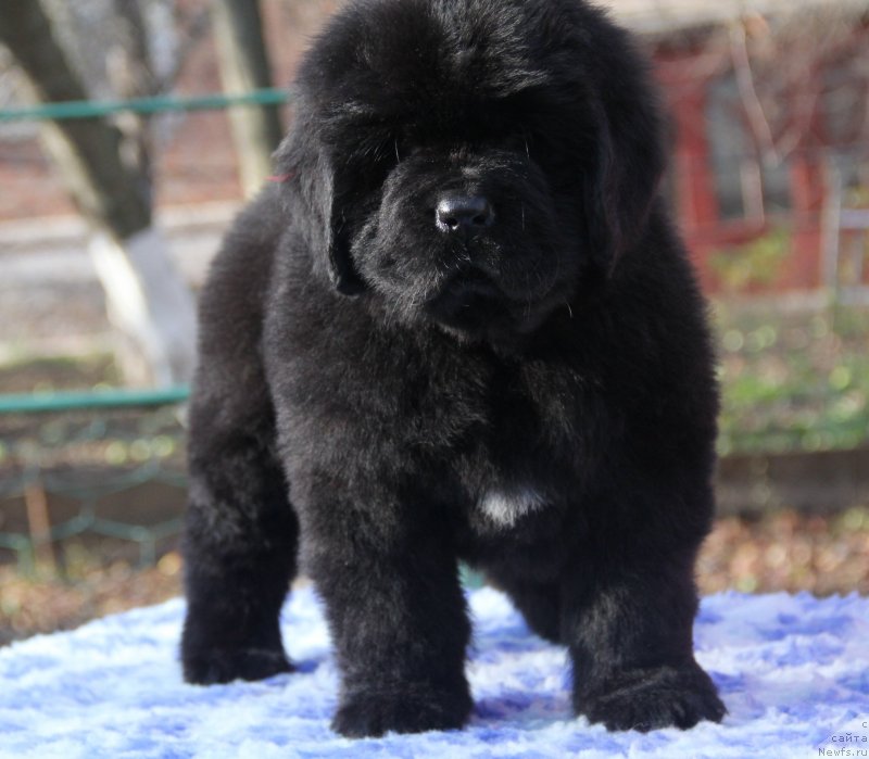 Фото: ньюфаундленд Vivienne Westwood Dinastiya Soverchenstva