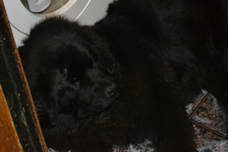 Фотография № 138468