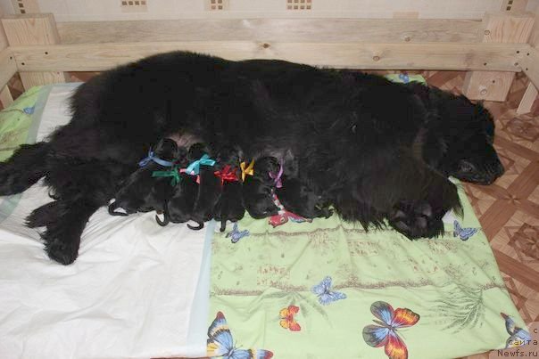 Фото: ньюфаундленд Дар Свезы Юника Сагитта (Dar Svezy Unika Sagitta), Ирина Бубнова, Светлана Зырянова