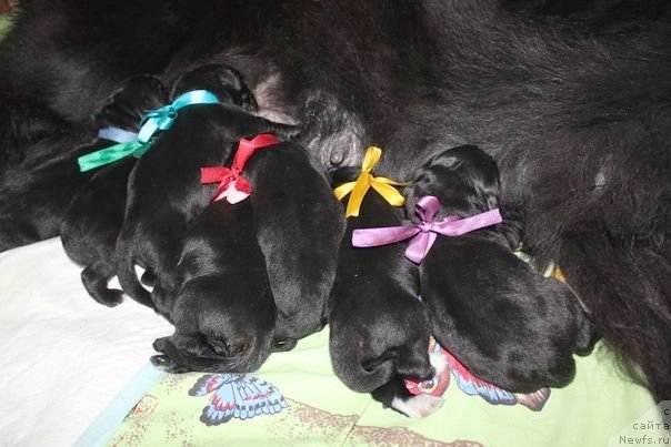 Фото: ньюфаундленд Дар Свезы Юника Сагитта (Dar Svezy Unika Sagitta), Ирина Бубнова, Светлана Зырянова