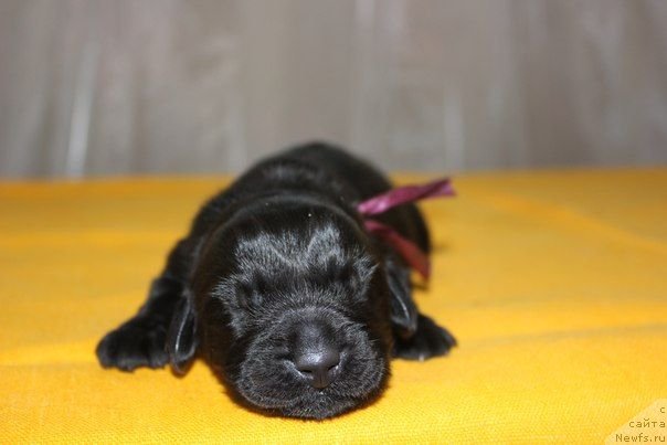 Фото: ньюфаундленд Дар Свезы Юника Сагитта (Dar Svezy Unika Sagitta)