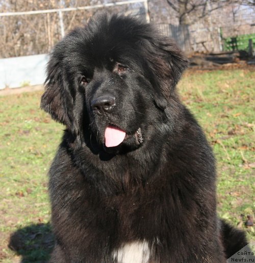 Фотография № 138495