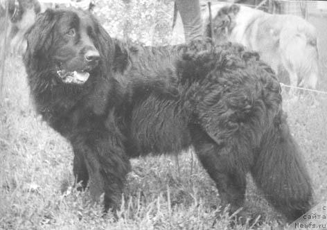 Фото: ньюфаундленд Альфа Чалли