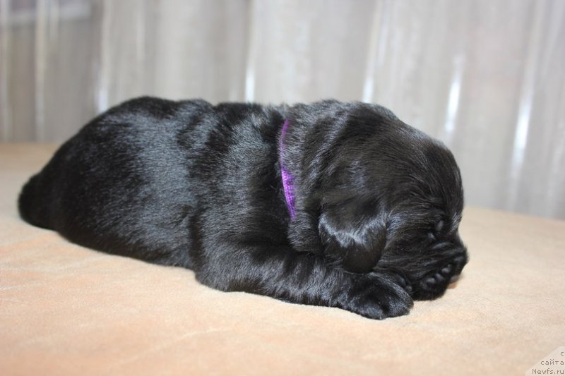 Фото: ньюфаундленд Дар Свезы Юника Сагитта (Dar Svezy Unika Sagitta), Ирина Бубнова