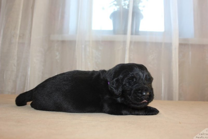 Фото: ньюфаундленд Дар Свезы Юника Сагитта (Dar Svezy Unika Sagitta)