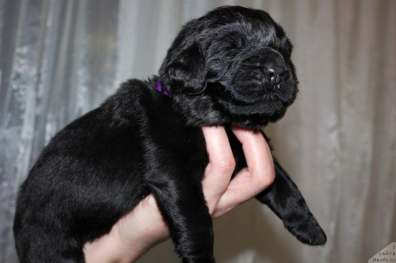 Фото: ньюфаундленд Дар Свезы Юника Сагитта (Dar Svezy Unika Sagitta), Ирина Бубнова