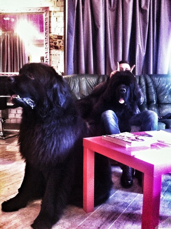 Фото: Александр Лукашевич, ньюфаундленд Дайвинг Мастер из Волотова