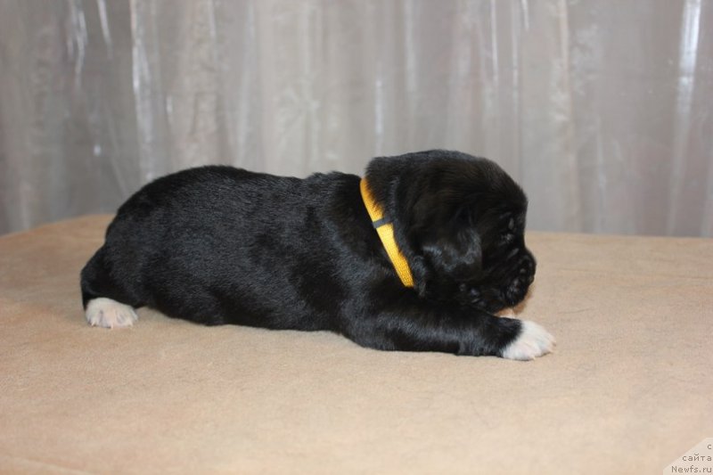 Фото: ньюфаундленд Дар Свезы Юника Сагитта (Dar Svezy Unika Sagitta), Ирина Бубнова