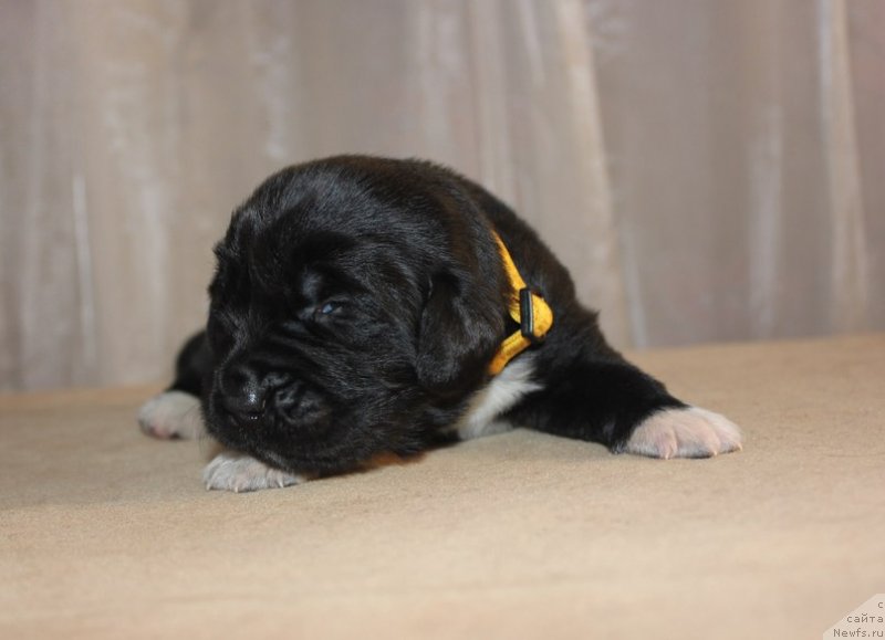 Фото: ньюфаундленд Дар Свезы Юника Сагитта (Dar Svezy Unika Sagitta), Ирина Бубнова