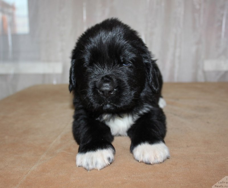 Фото: ньюфаундленд Дар Свезы Юника Сагитта (Dar Svezy Unika Sagitta)