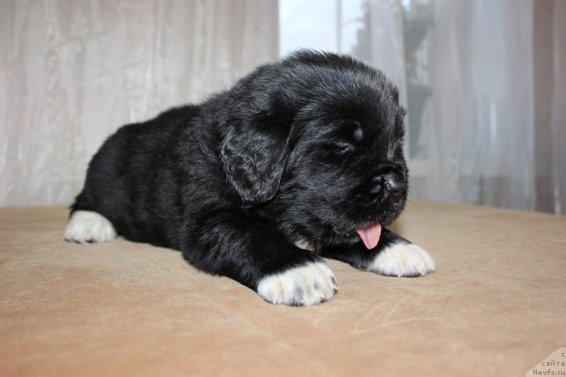 Фото: ньюфаундленд Дар Свезы Юника Сагитта (Dar Svezy Unika Sagitta)