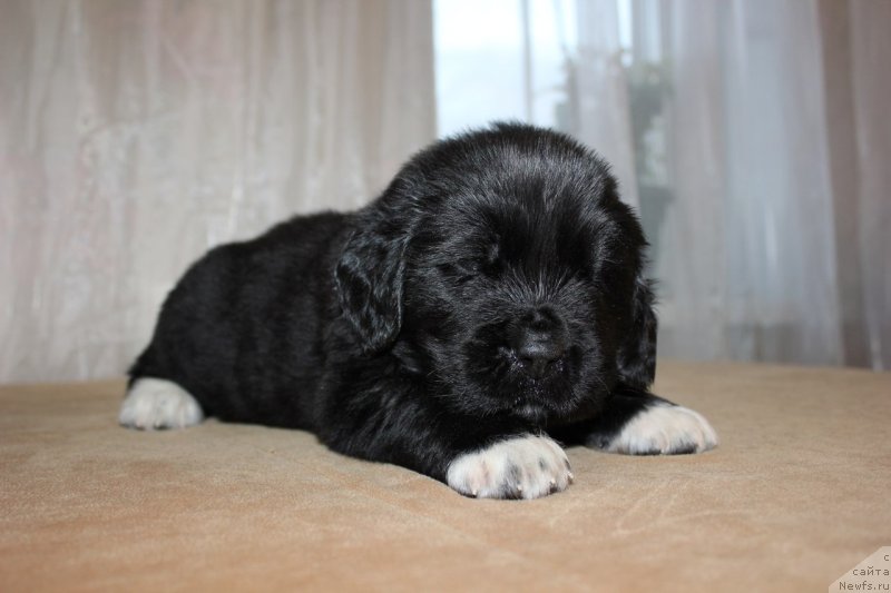 Фото: ньюфаундленд Дар Свезы Юника Сагитта (Dar Svezy Unika Sagitta)