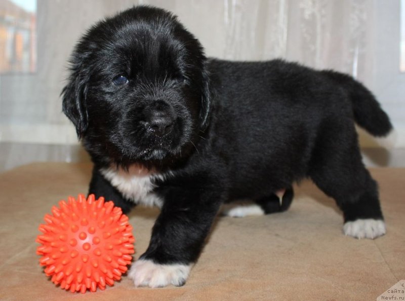 Фото: ньюфаундленд Дар Свезы Юника Сагитта (Dar Svezy Unika Sagitta)