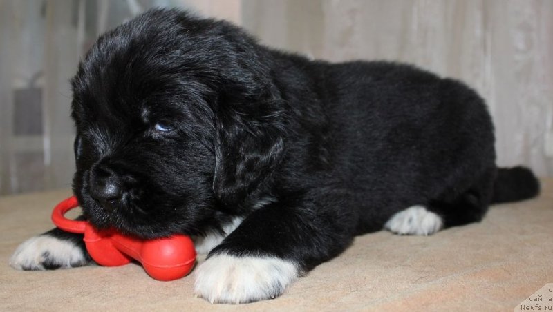 Фото: ньюфаундленд Дар Свезы Юника Сагитта (Dar Svezy Unika Sagitta)