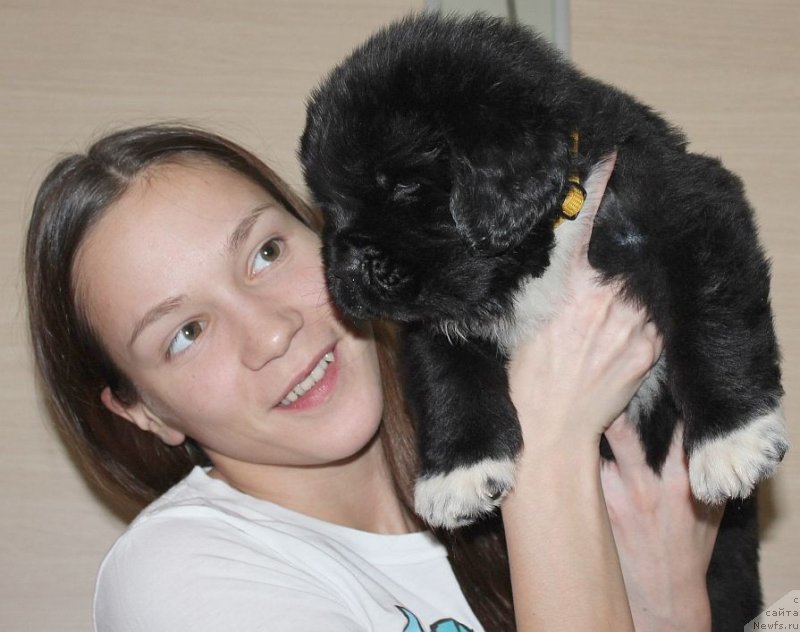 Фото: ньюфаундленд Дар Свезы Юника Сагитта (Dar Svezy Unika Sagitta)