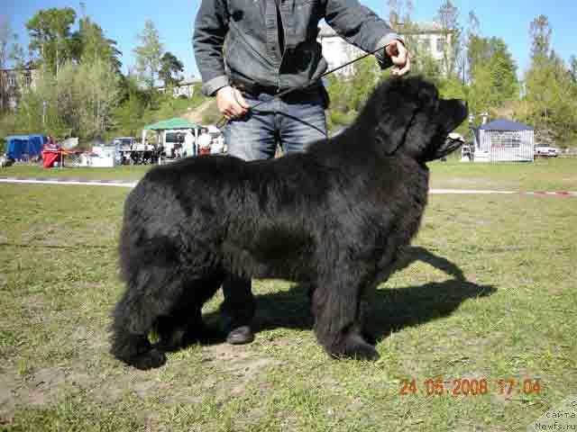 Фото: ньюфаундленд Плюшевая Панда Борислав (Plushevaya Panda Borislav)