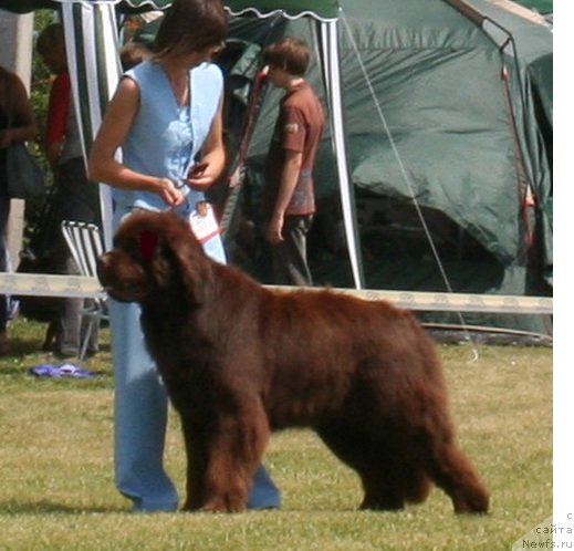 Фото: ньюфаундленд Император из Царства Медведей (Imperator iz Tsarstva Medvedey), ньюфаундленд Император из Царства Медведей (Imperator iz Tsarstva Medvedey)