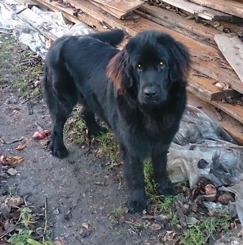 Фотография № 138561