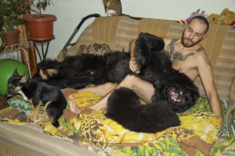 Фото: ньюфаундленд Львиное Сердце, Андрей Волков, ньюфаундленд Черный Балу Добрыня