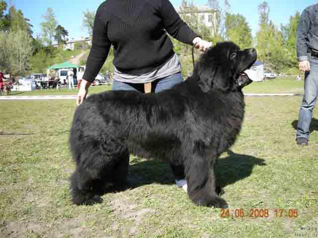 Фото: ньюфаундленд Плюшевая Панда Борислав (Plushevaya Panda Borislav)