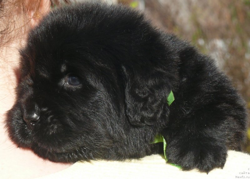 Фото: ньюфаундленд Корпоревайль Иннер Лайт (Corporevaill Inner Light)