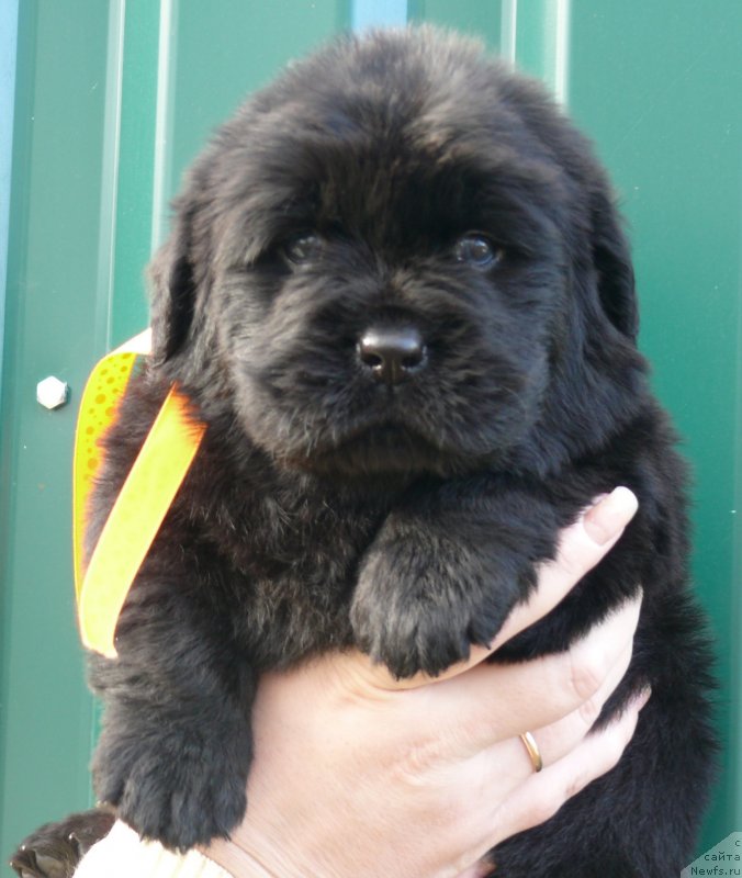 Фото: ньюфаундленд Корпоревайль Имэджин Зэт (Corporevaill Imagine That)