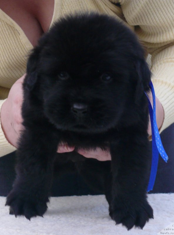 Фото: ньюфаундленд Корпоревайль Ит Маст Би Лав (CorporevaillIt Must Be Love)