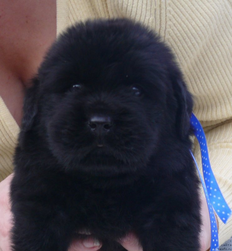 Фото: ньюфаундленд Корпоревайль Ит Маст Би Лав (CorporevaillIt Must Be Love)