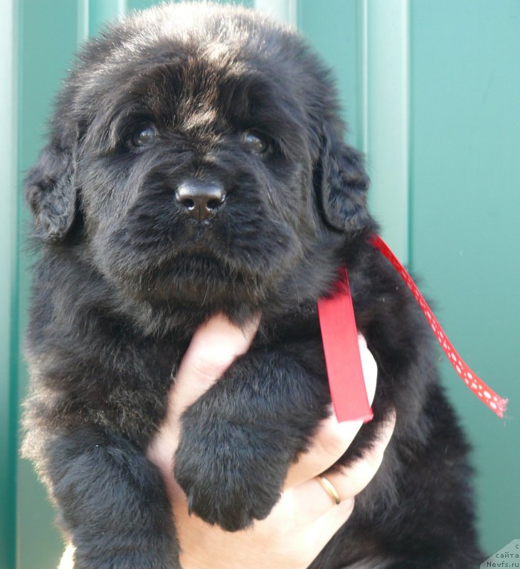 Фото: ньюфаундленд Корпоревайль Иф Онли (Corporevaill If Only)