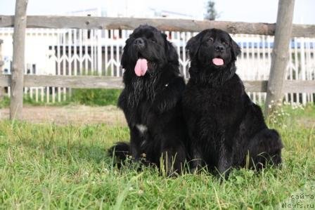 Фото: ньюфаундленд Бонни Флайт, ньюфаундленд Рестайлинг Фром Шипмэн