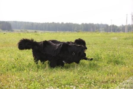Фото: ньюфаундленд Бонни Флайт, ньюфаундленд Рестайлинг Фром Шипмэн