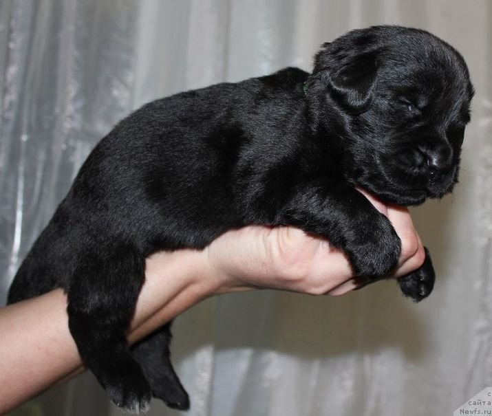 Фото: ньюфаундленд Дар Свезы Юника Сагитта (Dar Svezy Unika Sagitta)