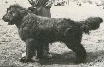 Фото: ньюфаундленд Альбар